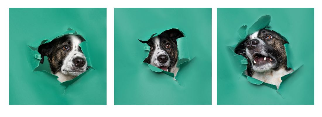 Fotoshooting mit Hund